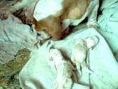 Gingerpups with video