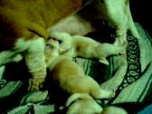 Enlarge MPEG 13