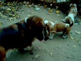 Enlarge MPEG 55