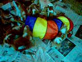 Enlarge MPEG 78
