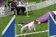 BHCA 2012 Agility