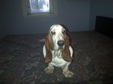 Hush Puppies