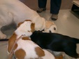 Puppies at Petsmart