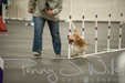 Rosie Agility Dec 29 2012