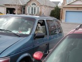 Kermit the Dog drives the car