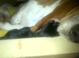 Leila puppies