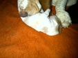 Enlarge photo 8