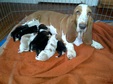 Enlarge photo 11