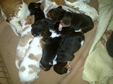 Enlarge photo 36