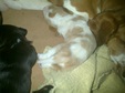 Enlarge photo 49
