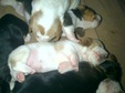 Enlarge photo 57