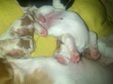 Enlarge photo 41