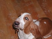 Macey