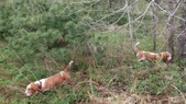 Enlarge photo 76