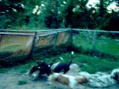 Enlarge MPEG 33