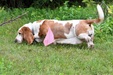 Enlarge photo 29