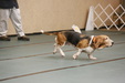 Enlarge photo 81