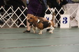 Enlarge photo 152