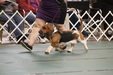 Enlarge photo 78