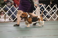 Enlarge photo 77