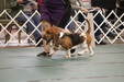Enlarge photo 76