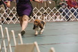 Enlarge photo 66