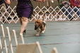 Enlarge photo 65