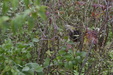 Field Trial
