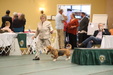 Enlarge photo 242