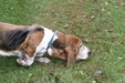 Enlarge photo 81