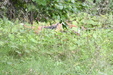 Enlarge photo 76