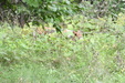 Enlarge photo 77