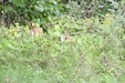 Enlarge photo 75