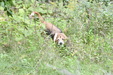Enlarge photo 74