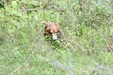 Enlarge photo 72
