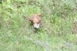 Enlarge photo 71