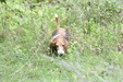 Enlarge photo 68