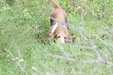 Enlarge photo 67