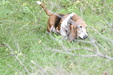 Enlarge photo 65
