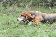 Enlarge photo 62