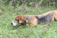 Enlarge photo 63