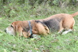 Enlarge photo 60