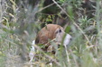 Enlarge photo 34