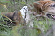 Enlarge photo 33