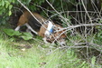 Hunt Test