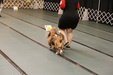 Enlarge photo 155