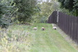 Hunt Test