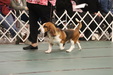 Enlarge photo 78