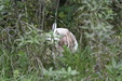 Enlarge photo 38