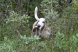 Enlarge photo 37